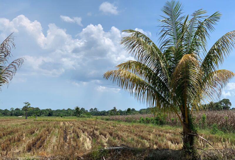 Hamparan sawah di Desa Dusun Damee kekeringan. Foto. Dok. Teukunizar/NOA.co.id