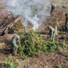 Tim gabungan Kodam Iskandar Muda yang dipimpin Dandim 0116/Nagan Raya, Letkol Inf Irfan Hade Fitrianto, melaksanakan operasi pemusnahan ladang ganja seluas sekitar 50 hektare di kawasan hutan lindung Desa Blang Meurandeh, Kecamatan Beutong Ateuh Banggalang, Kabupaten Nagan Raya, Rabu (8/7/2026). Foto: Dok. Istimewa 
