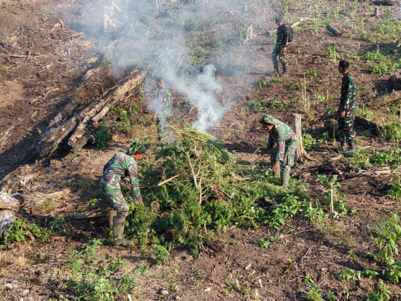 Tim gabungan Kodam Iskandar Muda yang dipimpin Dandim 0116/Nagan Raya, Letkol Inf Irfan Hade Fitrianto, melaksanakan operasi pemusnahan ladang ganja seluas sekitar 50 hektare di kawasan hutan lindung Desa Blang Meurandeh, Kecamatan Beutong Ateuh Banggalang, Kabupaten Nagan Raya, Rabu (8/7/2026). Foto: Dok. Istimewa 