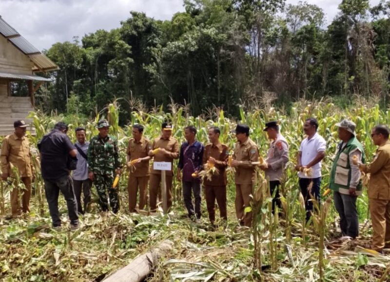 Bupati Aceh Jaya Safwandi bersama jajaran pemerintah daerah mengikuti panen perdana jagung BUMG Gampong Lhok Bot di Kecamatan Setia Bakti, Selasa (28/7/2026). Foto: Dok. Istimewa