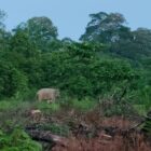Seekor gajah liar terlihat di kawasan perkebunan warga Gampong Baroh, Kecamatan Setia Bakti, Aceh Jaya. Selasa (1/9/2026). Foto: Dok. Warga/Nasrudin