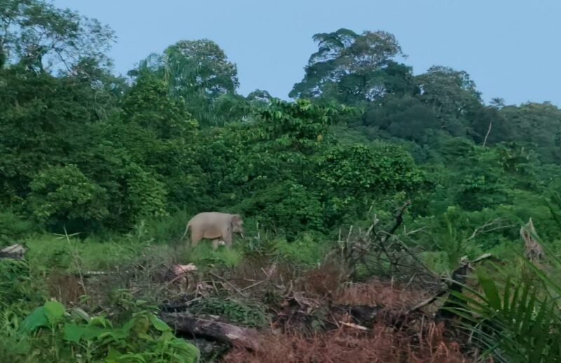 Seekor gajah liar terlihat di kawasan perkebunan warga Gampong Baroh, Kecamatan Setia Bakti, Aceh Jaya. Selasa (1/9/2026). Foto: Dok. Warga/Nasrudin