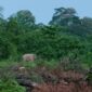 Seekor gajah liar terlihat di kawasan perkebunan warga Gampong Baroh, Kecamatan Setia Bakti, Aceh Jaya. Selasa (1/9/2026). Foto: Dok. Warga/Nasrudin