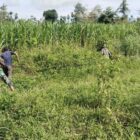 Babinsa Satgas Jembatan Gantung Serda Dedi Sabara bersama warga bergotong royong membersihkan lahan yang akan menjadi lokasi pembangunan jembatan gantung di Desa Rambung Jaya, Kecamatan Darul Hasanah, Aceh Tenggara, Senin (14/9/2026). Foto: Dok. Istimewa 