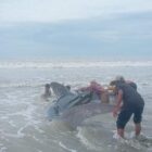 Paus terdampar di pesisir Lama Tuha, Kuala Batee. Foto. Dok. Teukunizar/noa.co.id