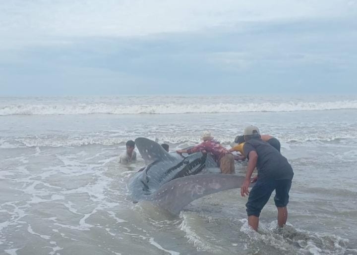 Paus terdampar di pesisir Lama Tuha, Kuala Batee. Foto. Dok. Teukunizar/noa.co.id